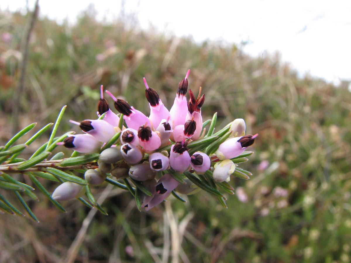Erica herbacea